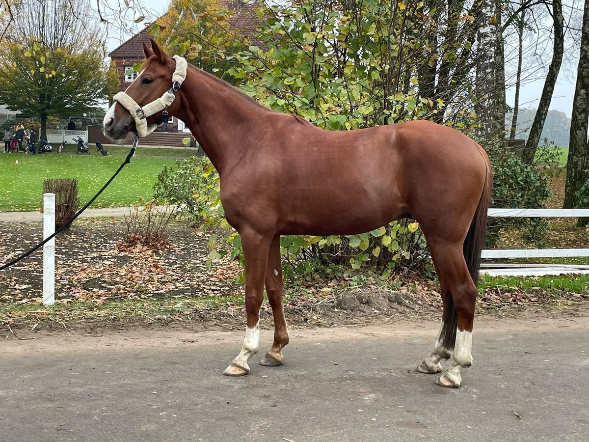 PRE Mix Wałach 6 lat 160 cm Ciemnokasztanowata in Havekost
