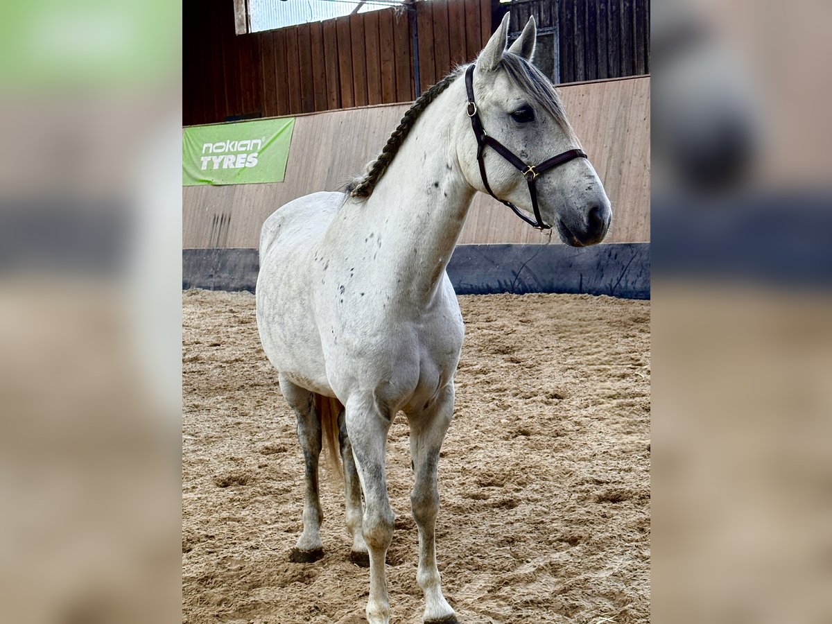 PRE Mix Wałach 6 lat 162 cm Siwa jabłkowita in Wegeleben