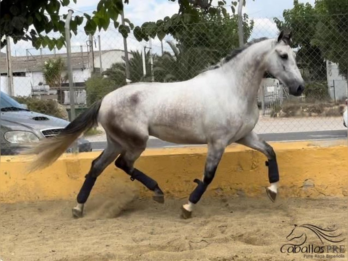 PRE Mix Wałach 6 lat 163 cm Siwa in Barcelona