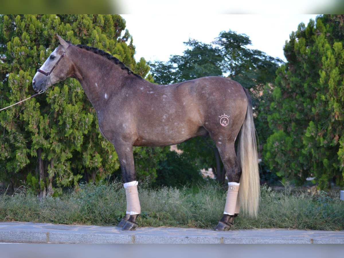 PRE Mix Wałach 6 lat 164 cm Siwa jabłkowita in Kochanowo