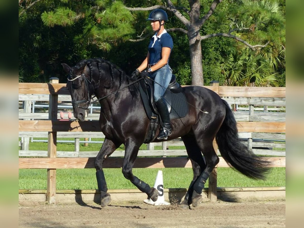 PRE Mix Wałach 6 lat 167 cm Kara in Kerschbaum