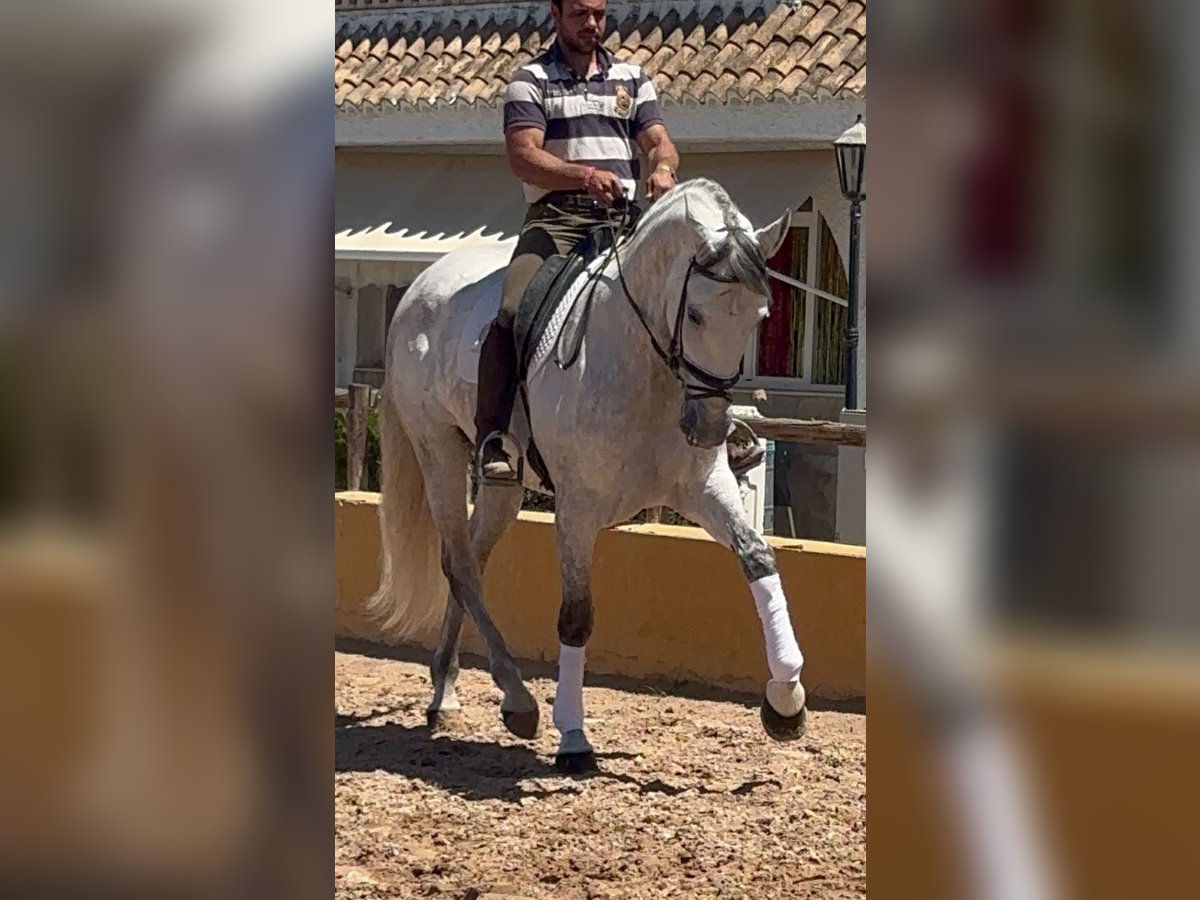 PRE Mix Wałach 6 lat 170 cm Siwa jabłkowita in Martfeld PRE Mix Wałach 6 lat 170 cm Siwa jabłkowita in Martfeld