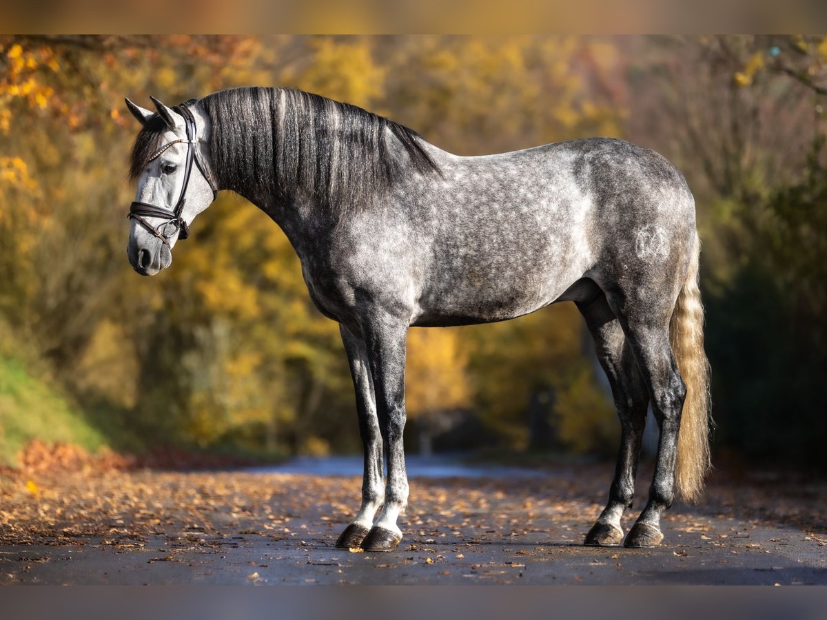 PRE Mix Wałach 7 lat 166 cm Siwa jabłkowita in Windhagen