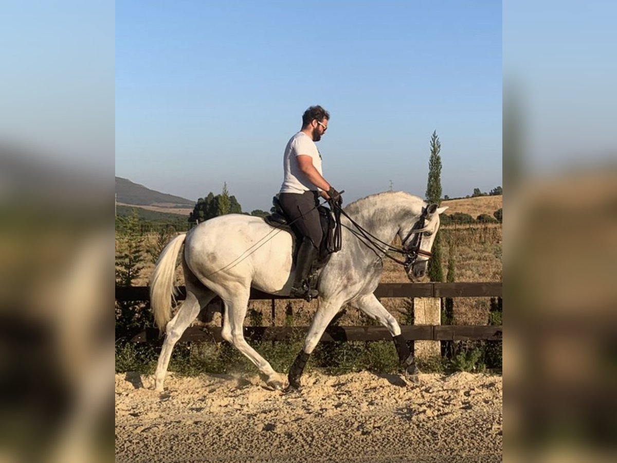 PRE Mix Wałach 7 lat 166 cm Siwa in Las Pi&#xF1;as