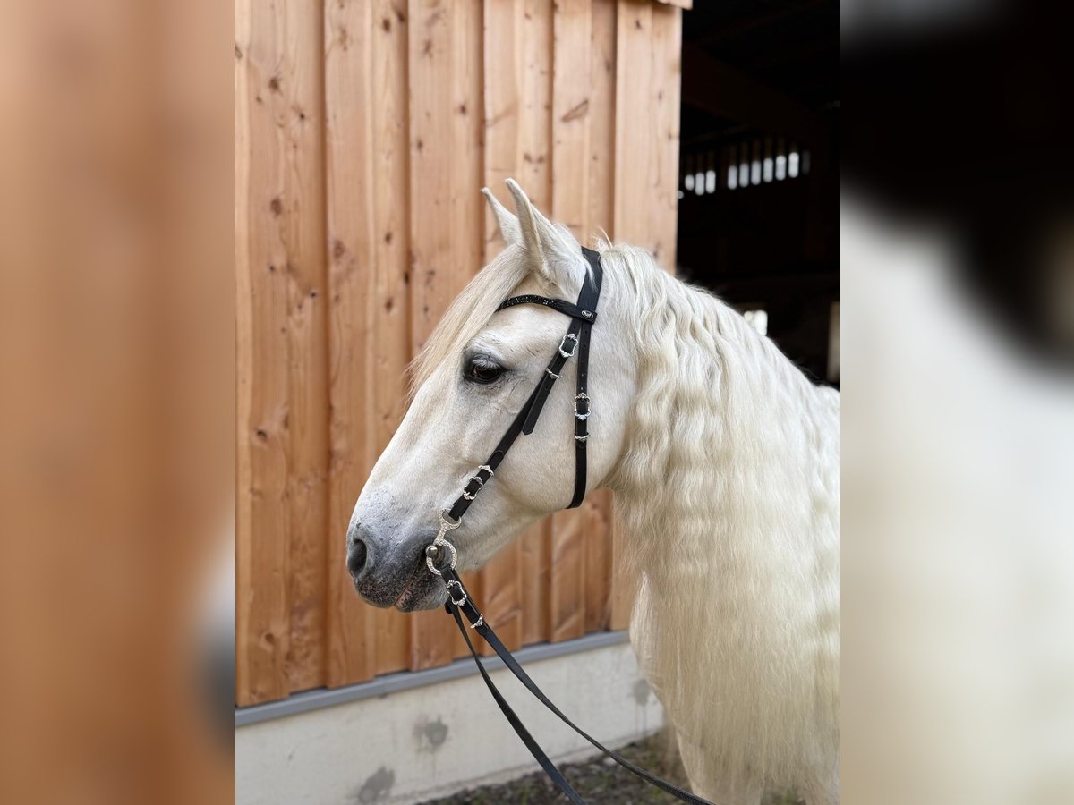 PRE Wałach 9 lat 154 cm Siwa in Neuwied