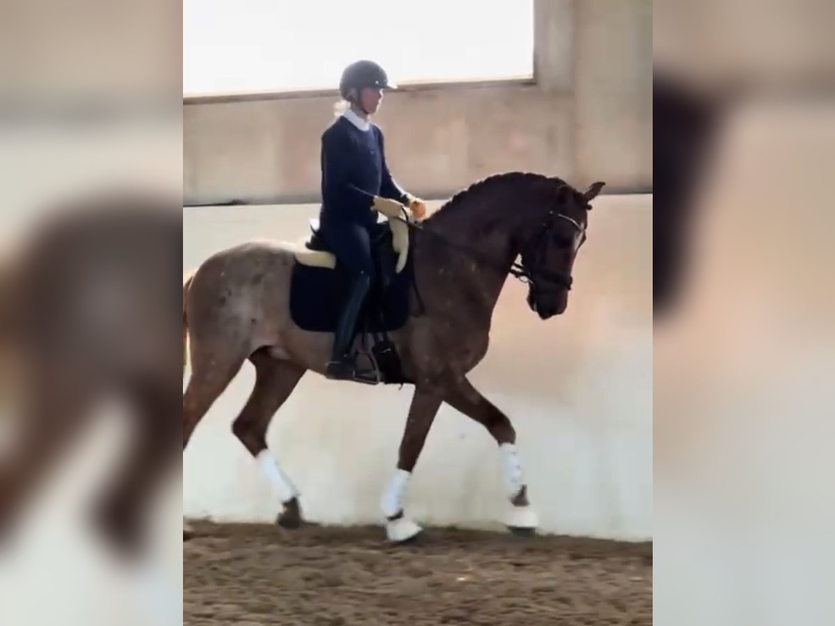 PRE Mix Wałach 9 lat 166 cm Ciemnokasztanowata in Varberg