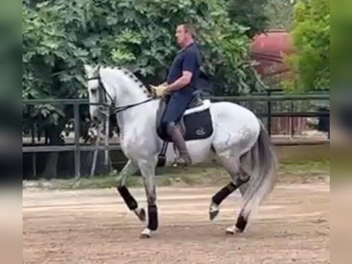 PRE Mix Wałach 9 lat 166 cm Siwa in Madrid