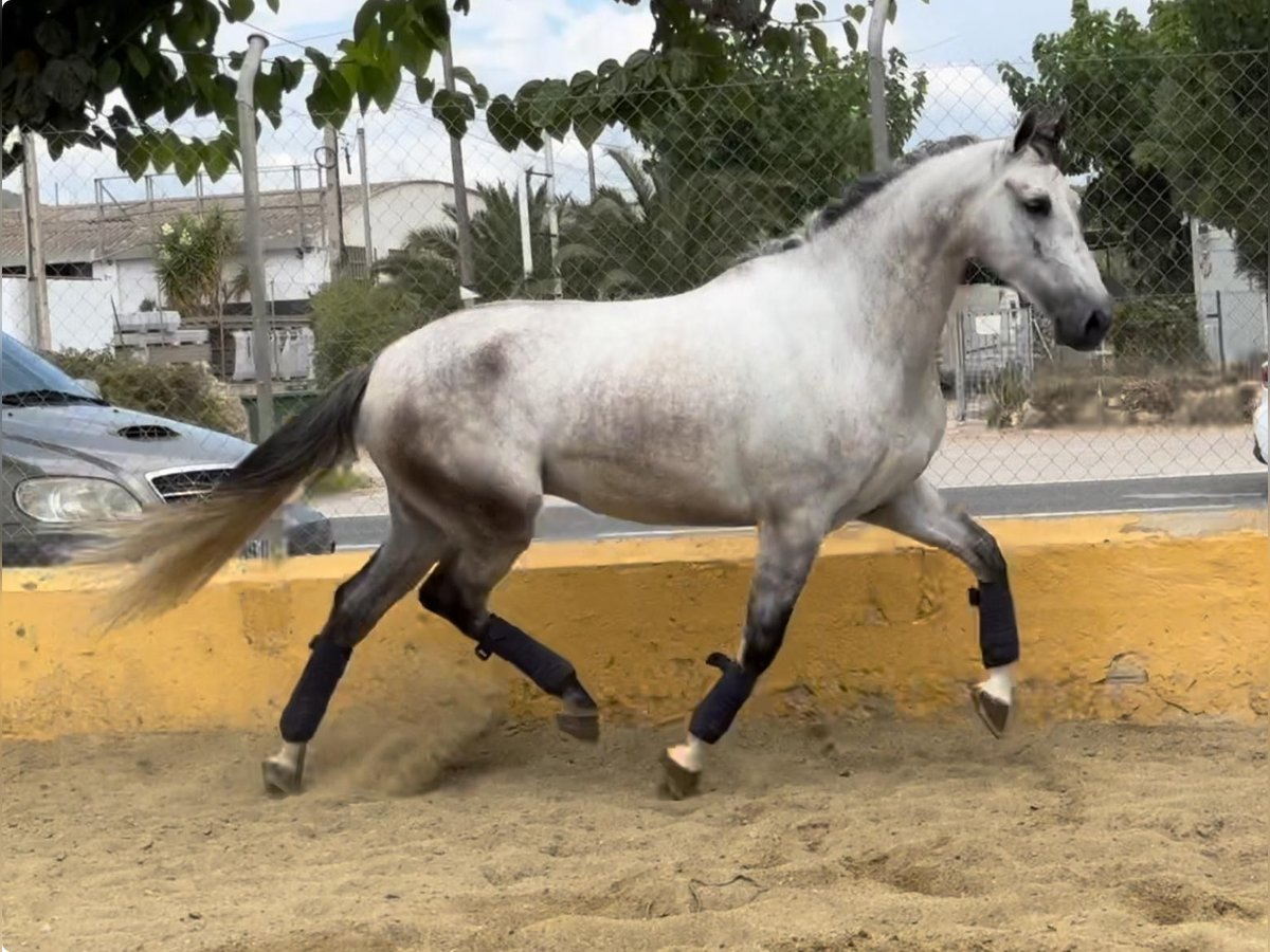 PRE Mix Wałach 5 lat 164 cm Siwa jabłkowita in Martfeld