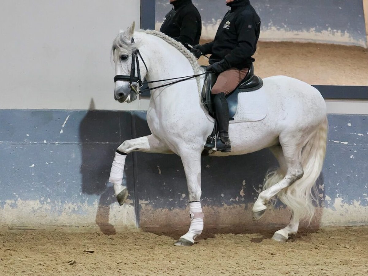 PRE Mix Wałach 7 lat 160 cm Siwa in Navas Del Madroño