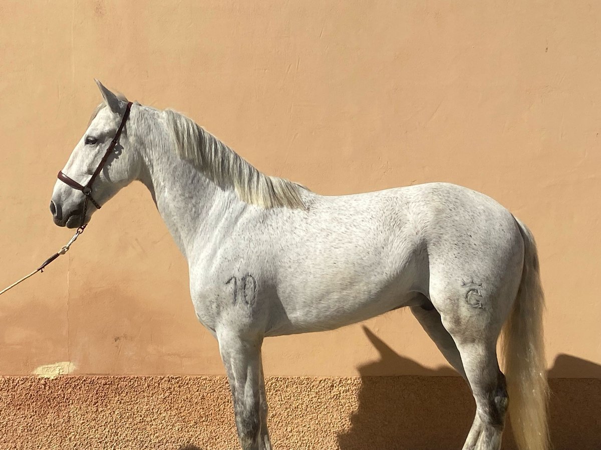 PRE Mix Wallach 10 Jahre 162 cm Fliegenschimmel in Caceres