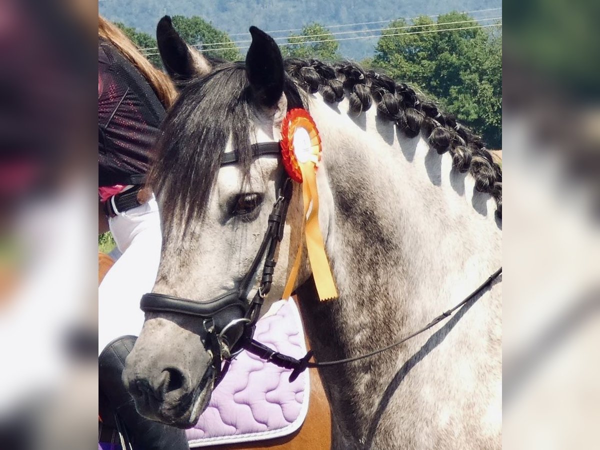 PRE Mix Wallach 11 Jahre 155 cm Apfelschimmel in Dornbirn