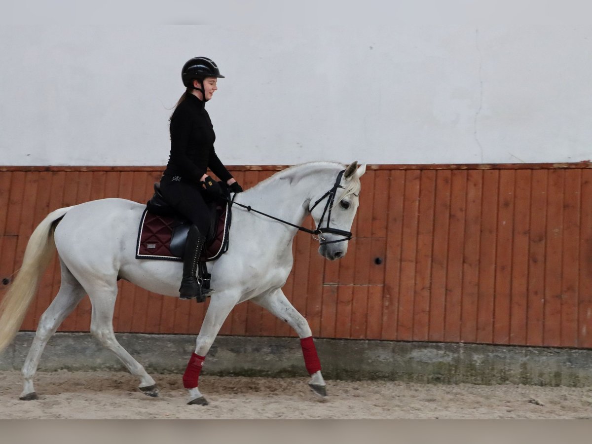 PRE Mix Wallach 11 Jahre 156 cm Schimmel in G&#xF6;rlitz