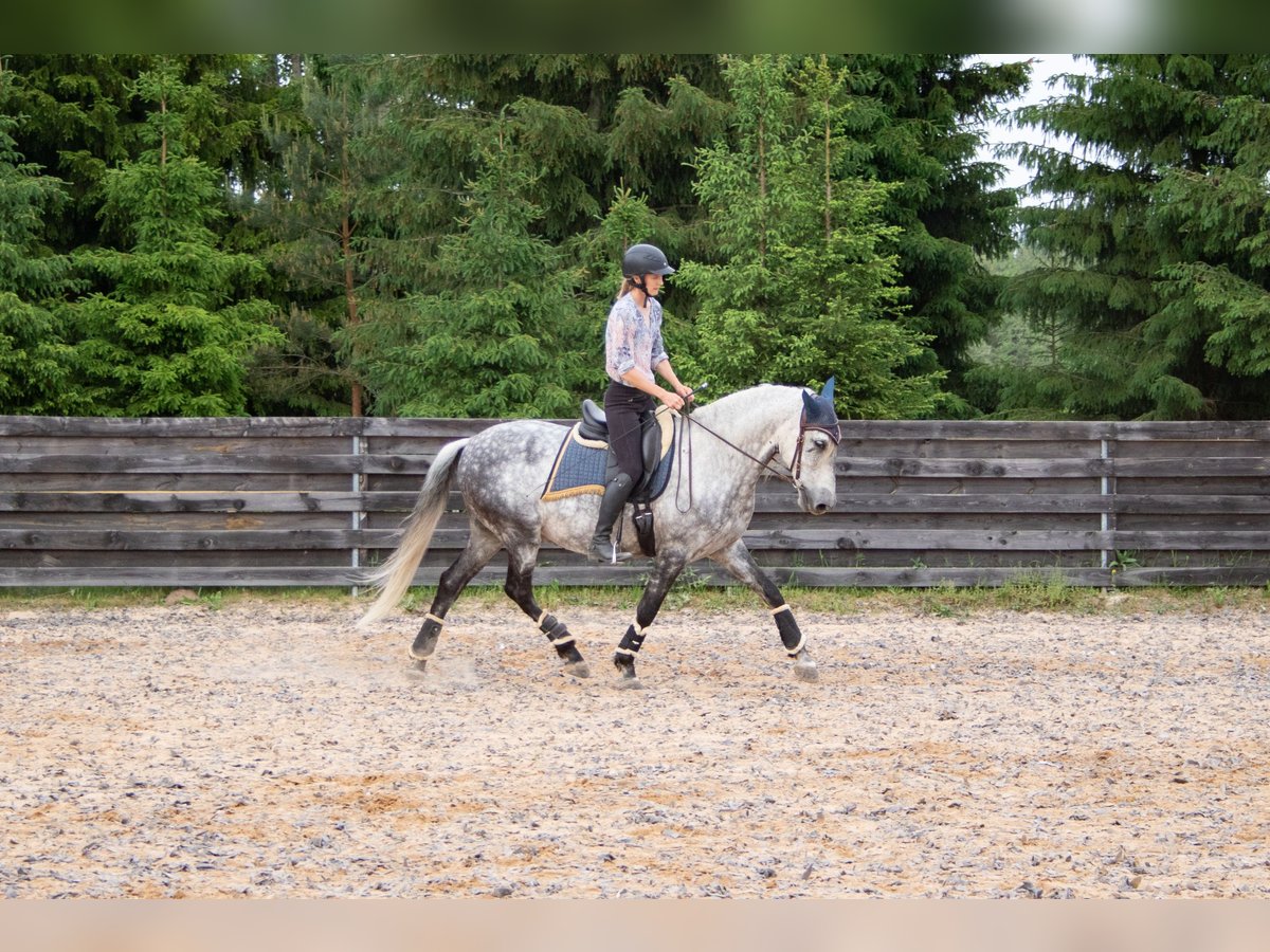 PRE Wallach 11 Jahre 157 cm Schimmel in Tartu