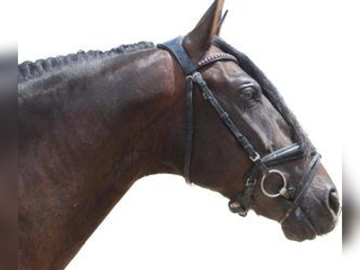 PRE Mix Wallach 11 Jahre 160 cm Rotbrauner in BARCELONA