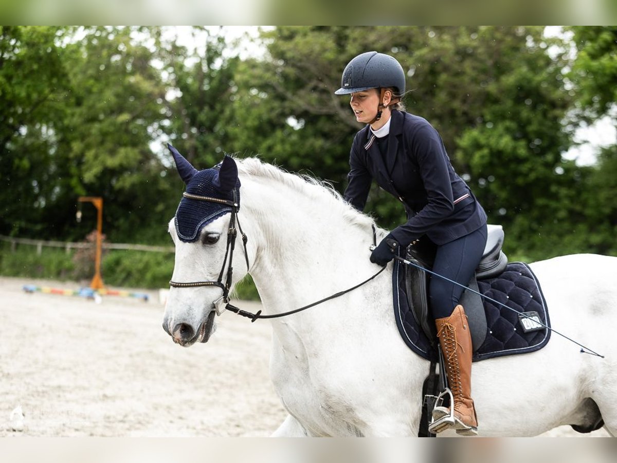 PRE Wallach 11 Jahre 165 cm Schimmel in Lorsch
