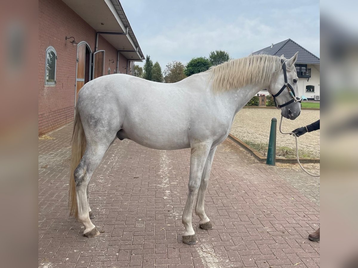 PRE Wallach 11 Jahre 165 cm Schimmel in Ommeren