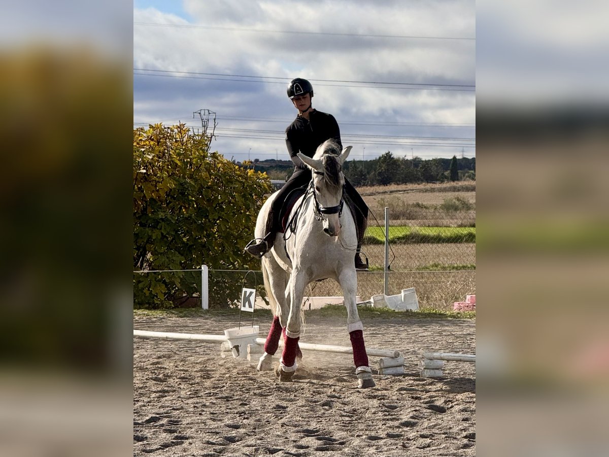 PRE Mix Wallach 11 Jahre 169 cm Schimmel in San Sebastian De Los Reyes