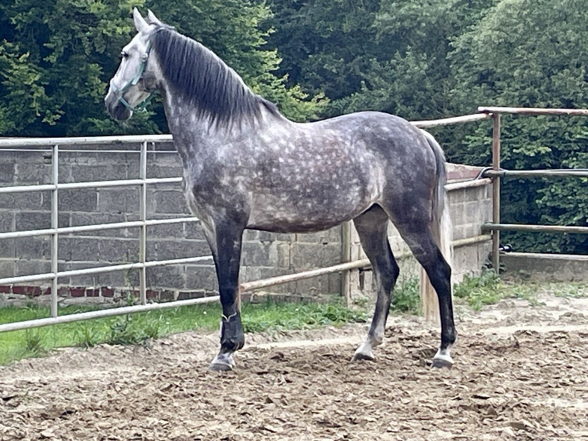 PRE Mix Wallach 12 Jahre 160 cm Apfelschimmel in Kamen