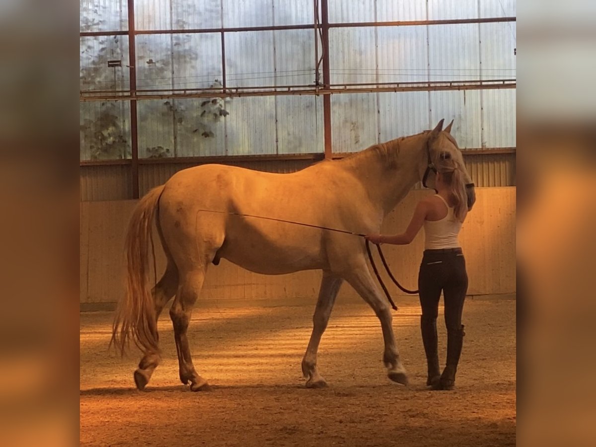 PRE Mix Wallach 12 Jahre 169 cm Apfelschimmel in Neum&#xFC;nster