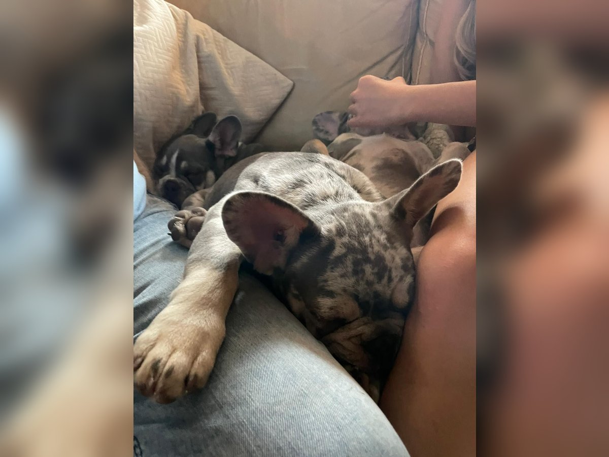 PRE Wallach 12 Jahre 175 cm Fliegenschimmel in Bad AiblingBad Aibling