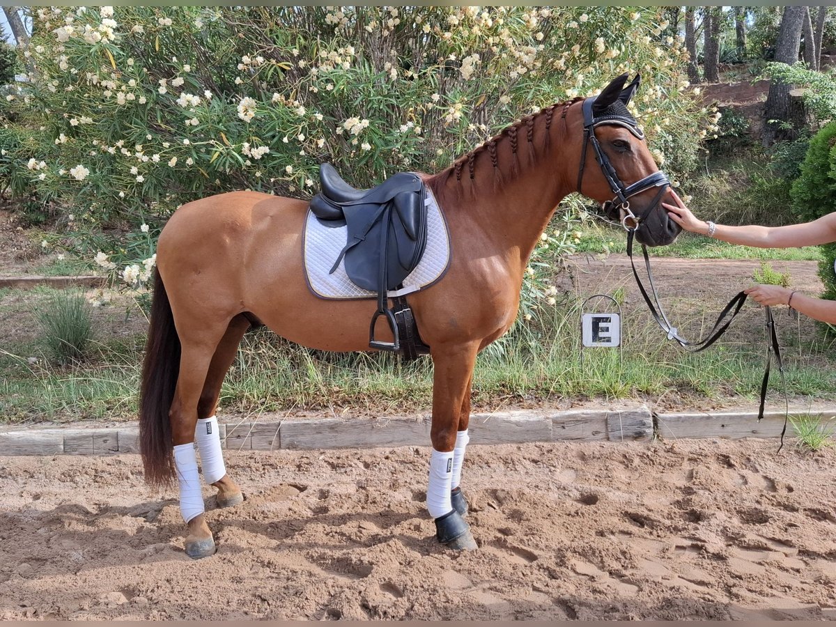 PRE Wallach 13 Jahre 151 cm Fuchs in Castelldefels