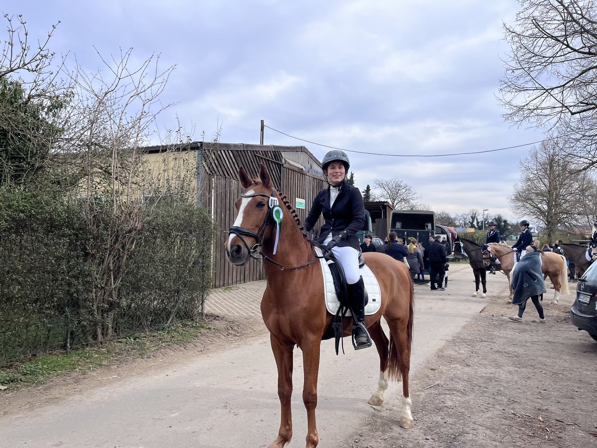 PRE Wallach 13 Jahre 155 cm Fuchs in Mainz