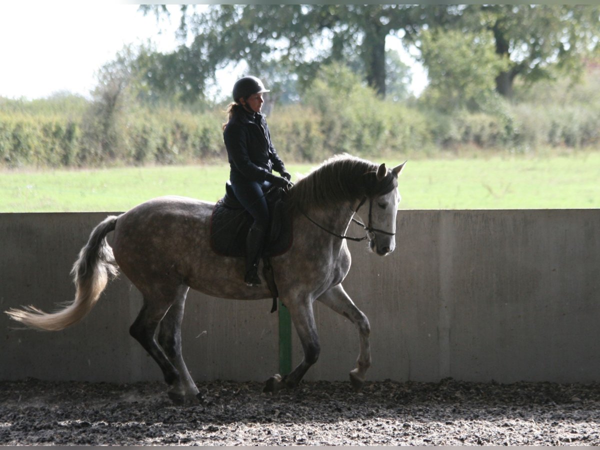 PRE Wallach 13 Jahre 165 cm Schimmel in Saligny sur Roudon