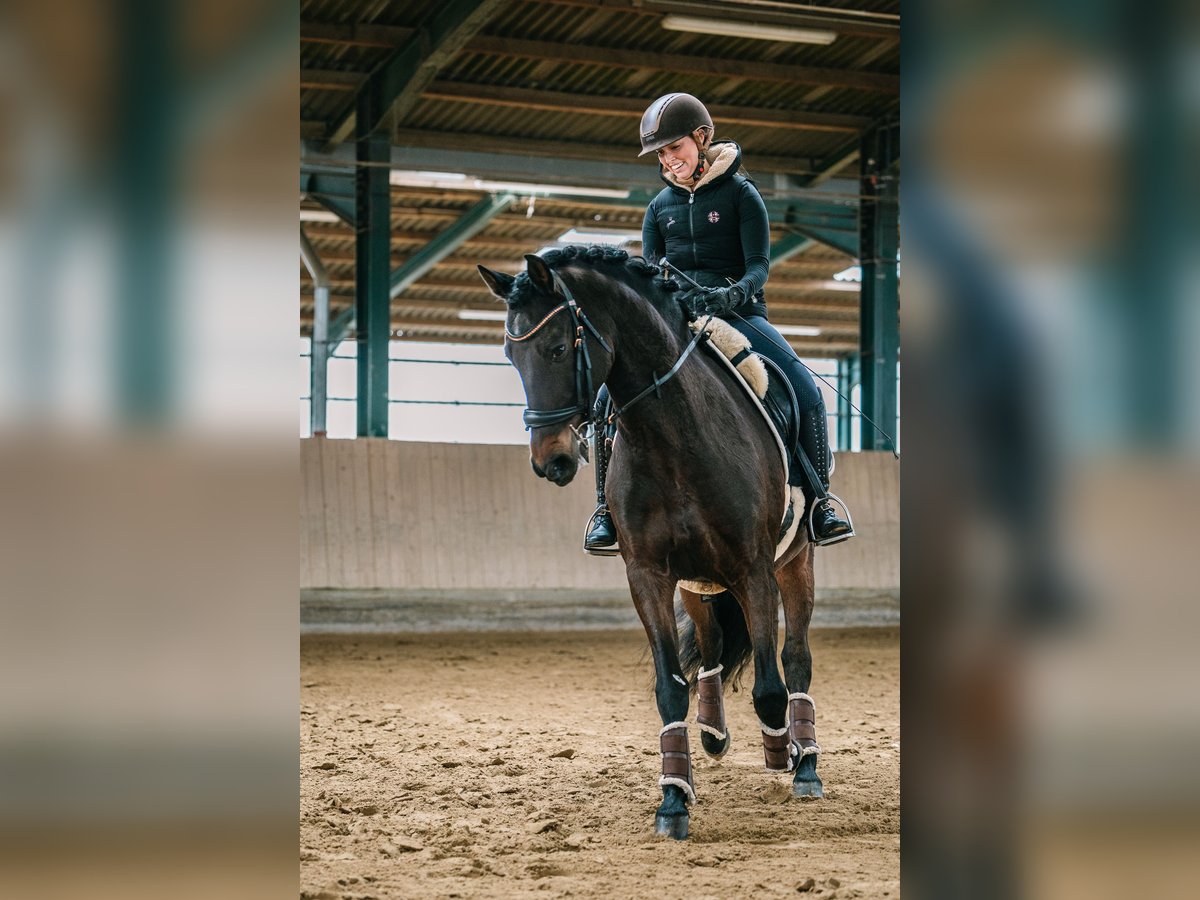 PRE Wallach 14 Jahre 153 cm Brauner in Haan
