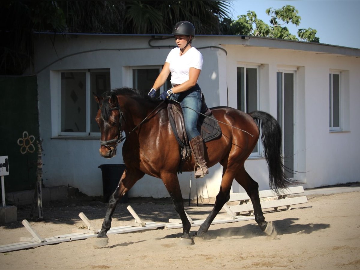 PRE Mix Wallach 14 Jahre 167 cm Brauner in Valencia