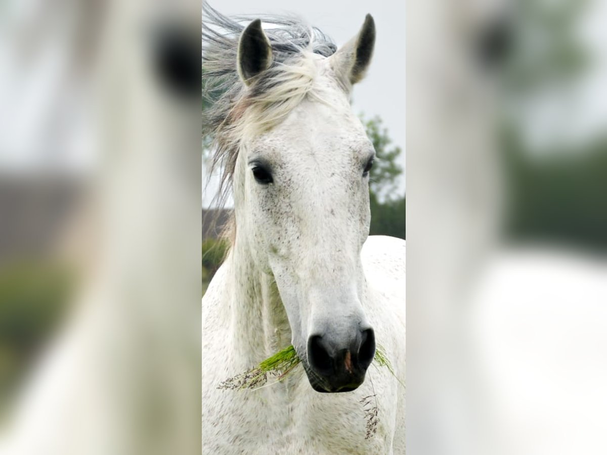 PRE Wallach 14 Jahre 168 cm Schimmel in Groede