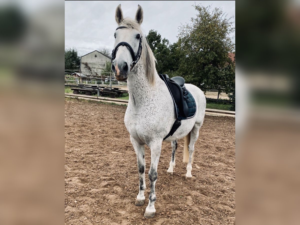 PRE Wallach 15 Jahre 158 cm Schimmel in Neresheim