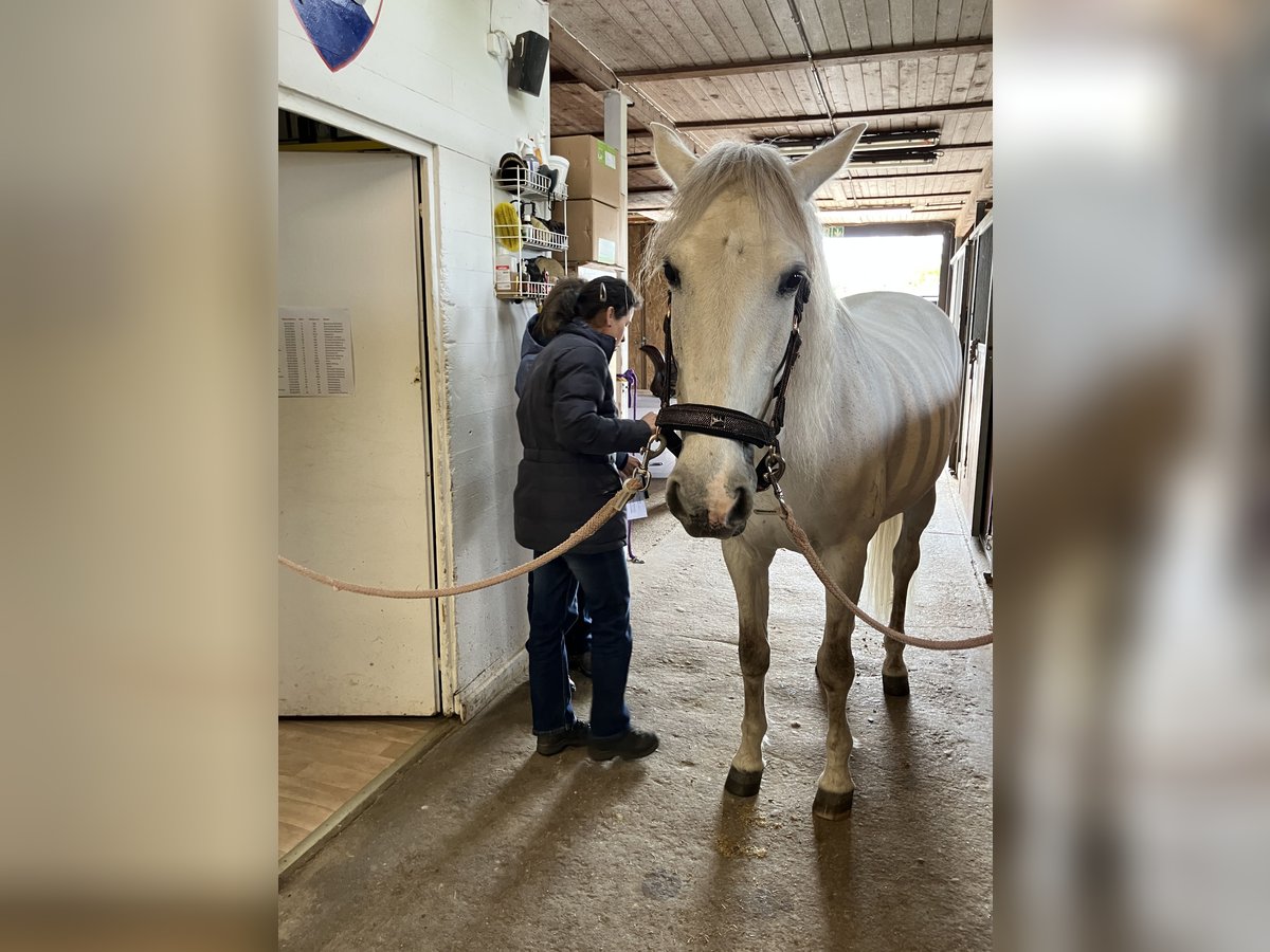 PRE Mix Wallach 15 Jahre 160 cm Rotschimmel in Zürich