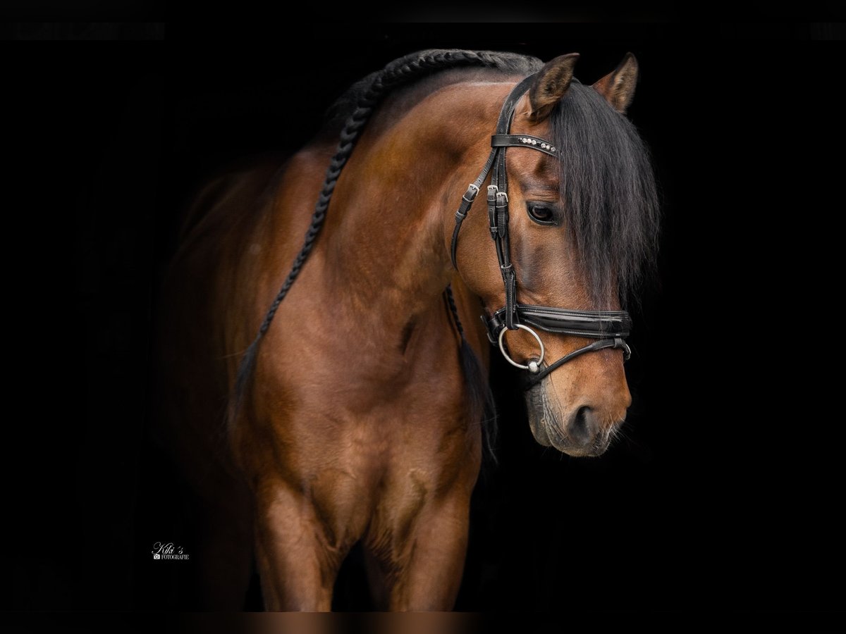 PRE Mix Wallach 16 Jahre 155 cm Brauner in Essen