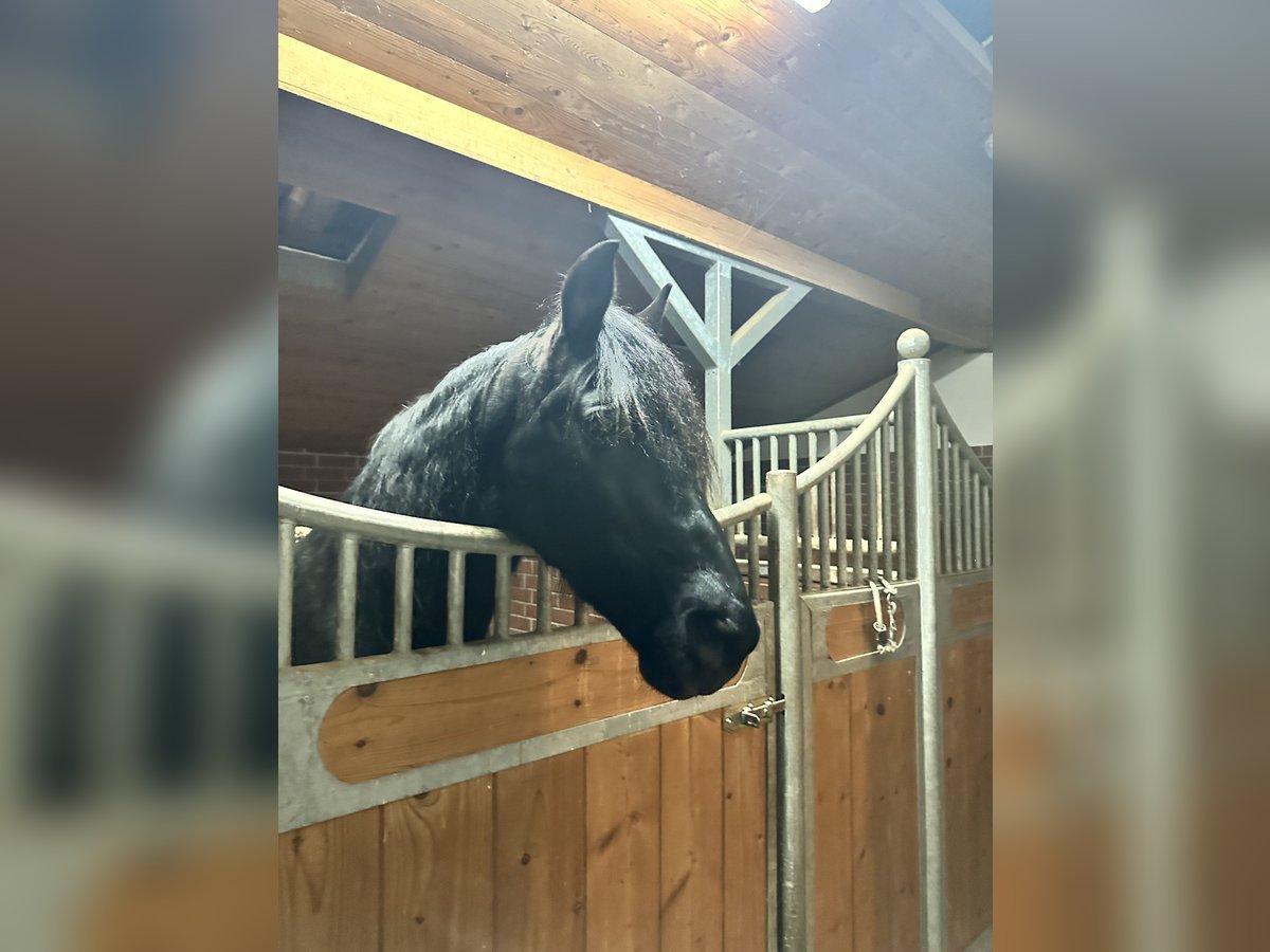 PRE Wallach 16 Jahre 155 cm Rappe in H&#xF6;sbach