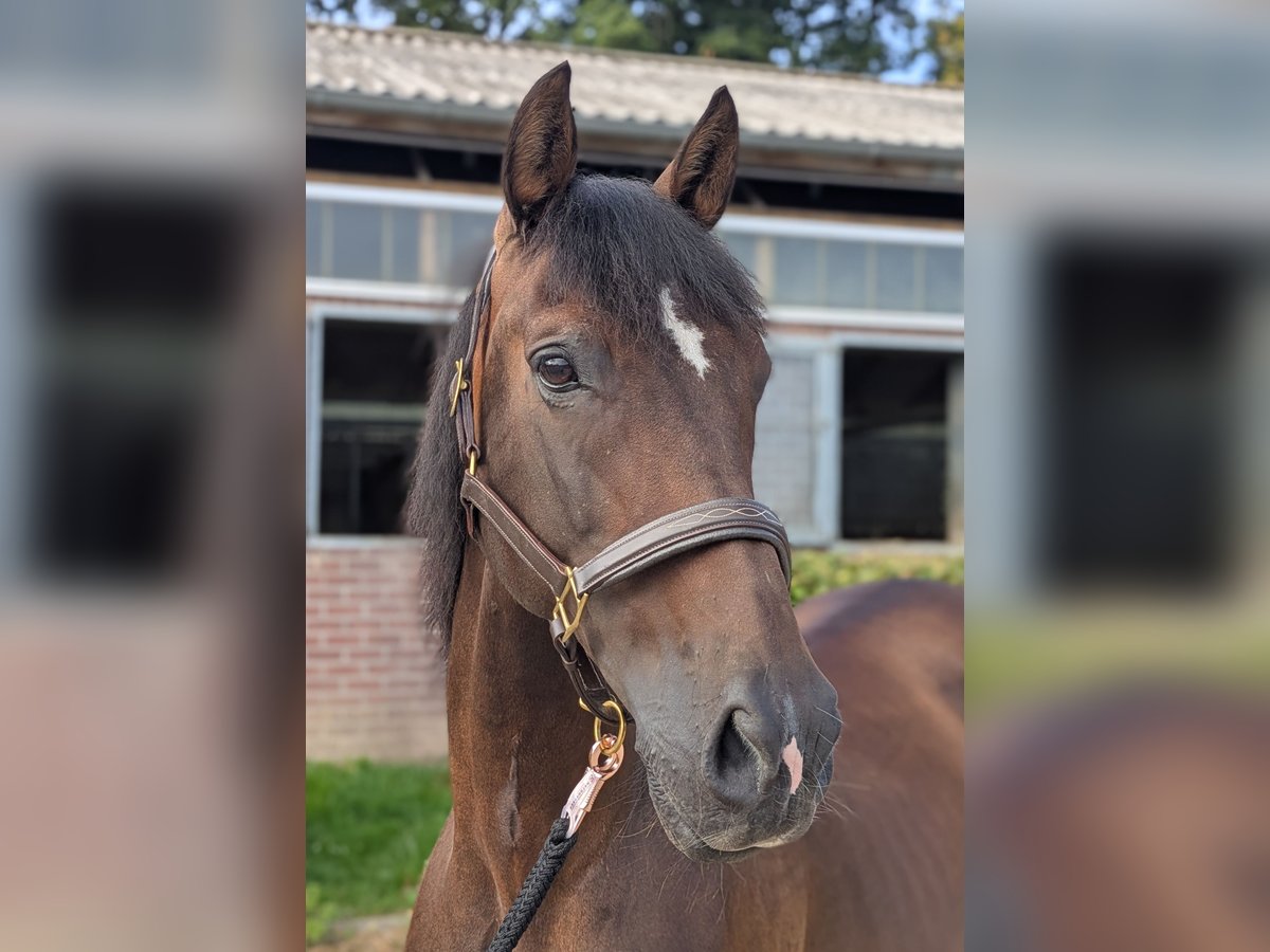PRE Wallach 16 Jahre 162 cm in Langerwehe