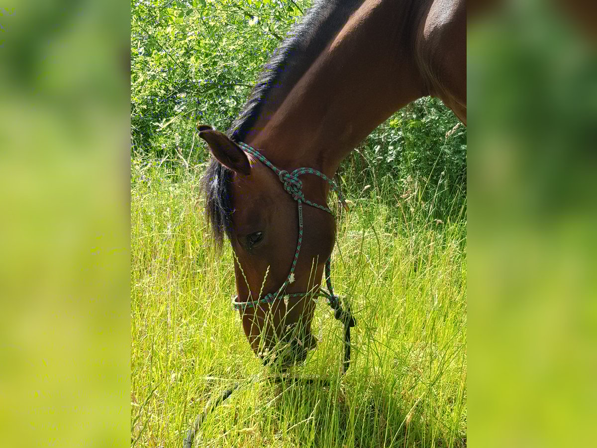 PRE Wallach 17 Jahre 154 cm Brauner in J&#xFC;lich