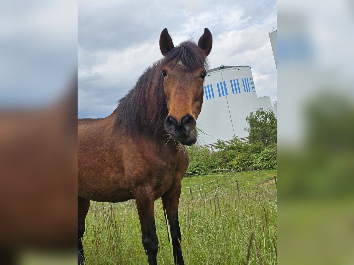 PRE Mix Wallach 17 Jahre 154 cm Brauner in Jülich