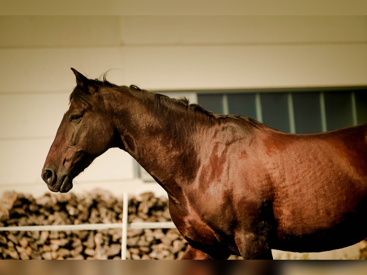 PRE Mix Wallach 17 Jahre 155 cm Dunkelbrauner in Stein am Rhein