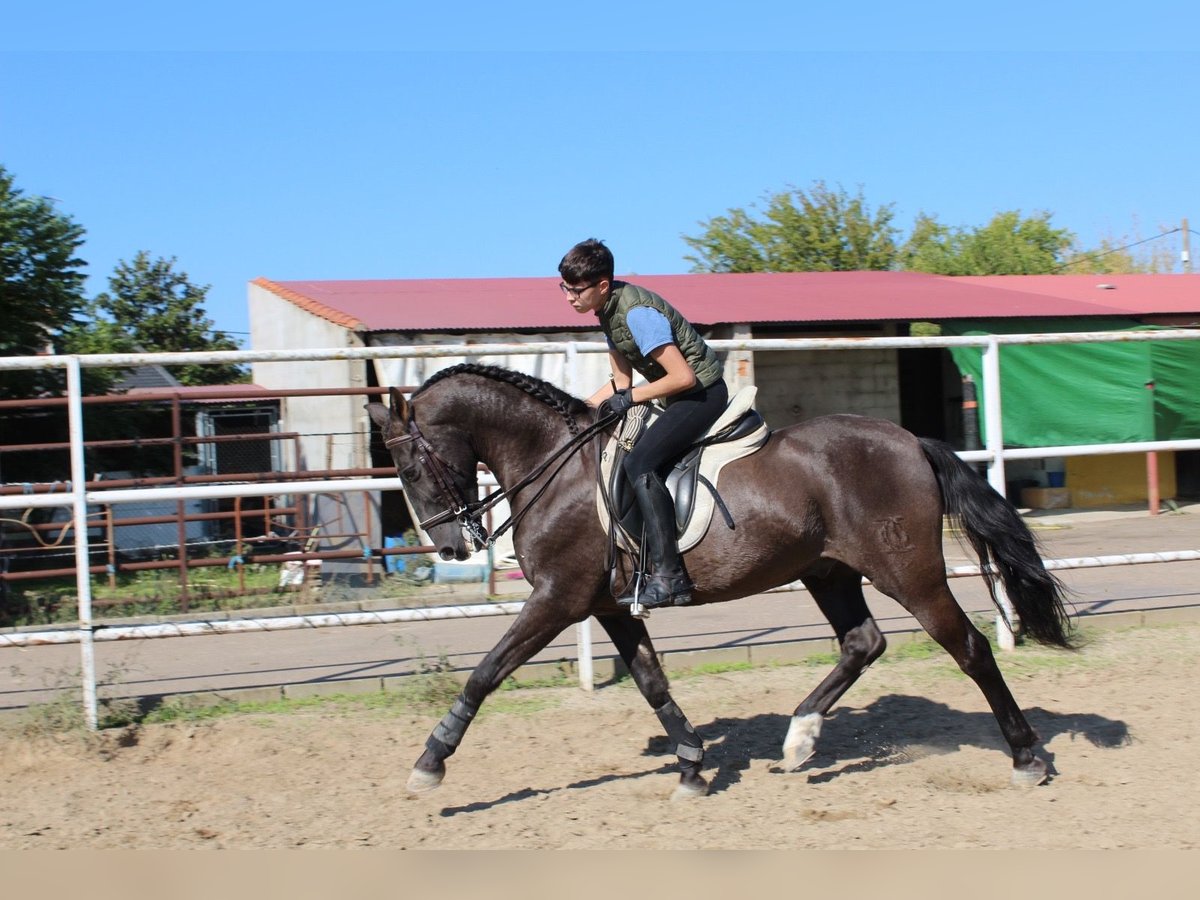 PRE Mix Wallach 17 Jahre 162 cm Rappe in Don Benito
