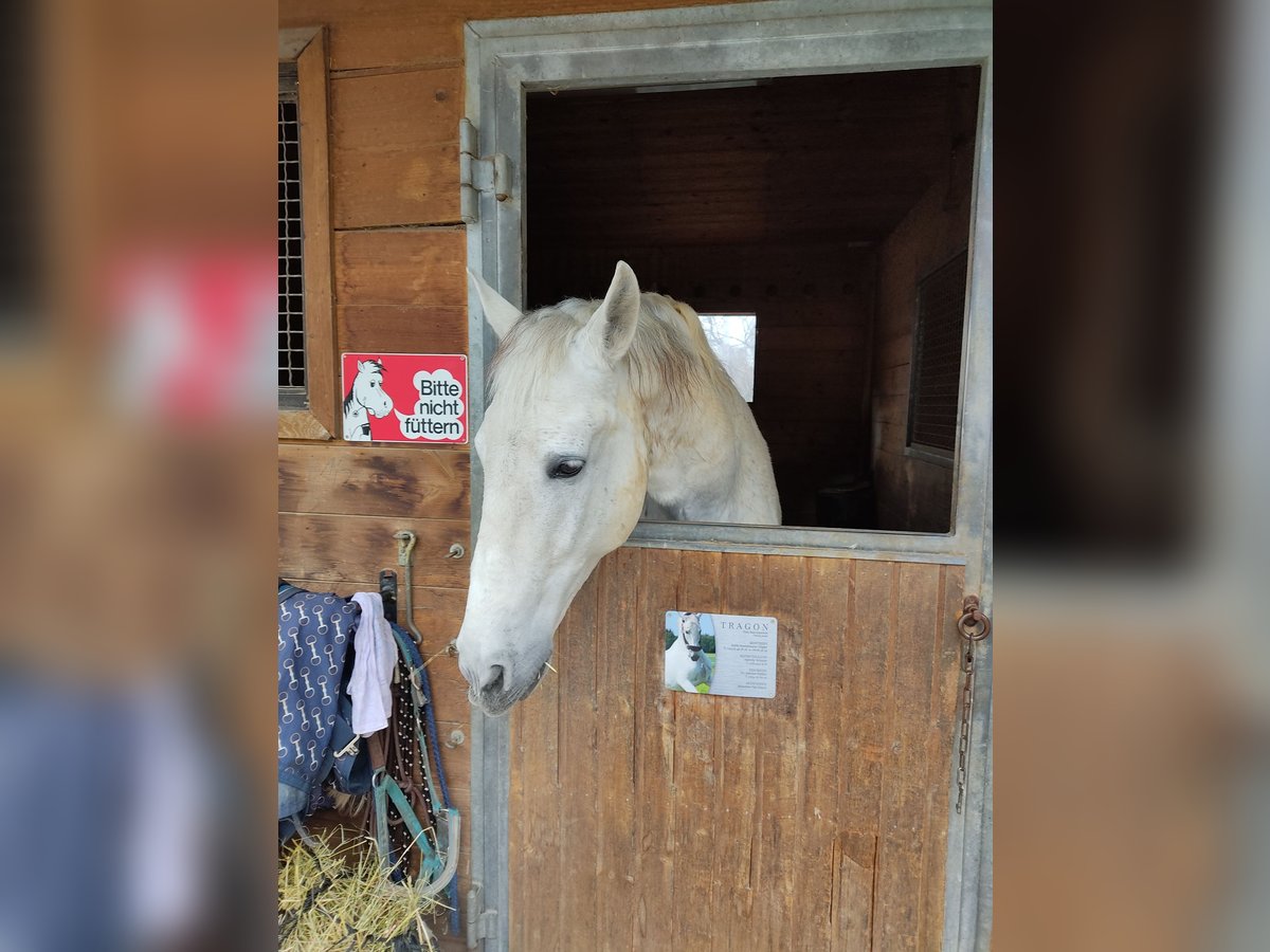 PRE Wallach 17 Jahre 170 cm Schimmel in Stra&#xDF;lach-Dingharting