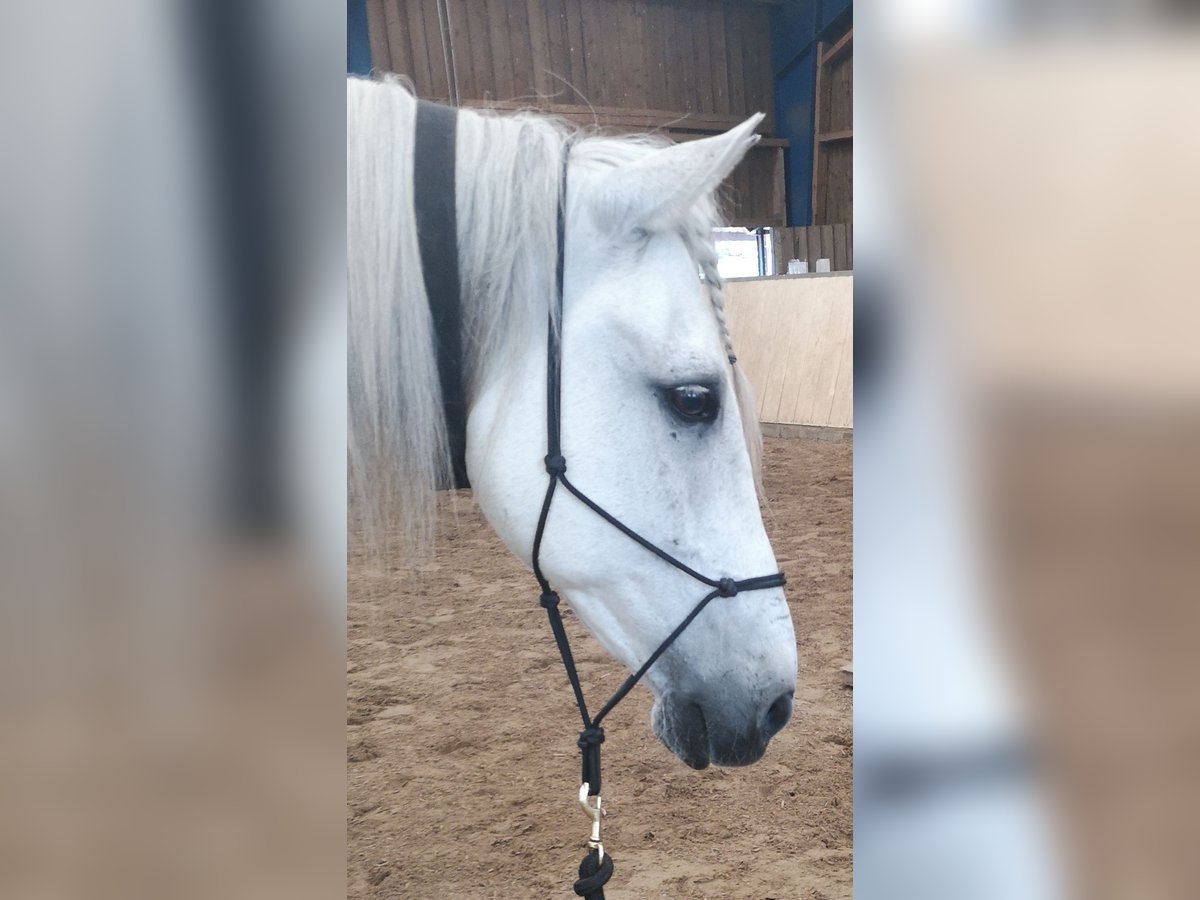 PRE Wallach 23 Jahre 157 cm Schimmel in B&#xF6;nningstedt