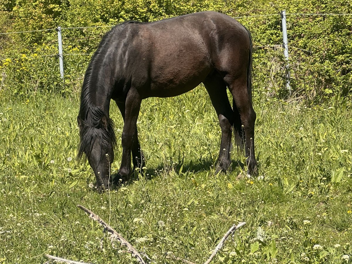 PRE Mix Wallach 2 Jahre 140 cm Rappe in Ensheim