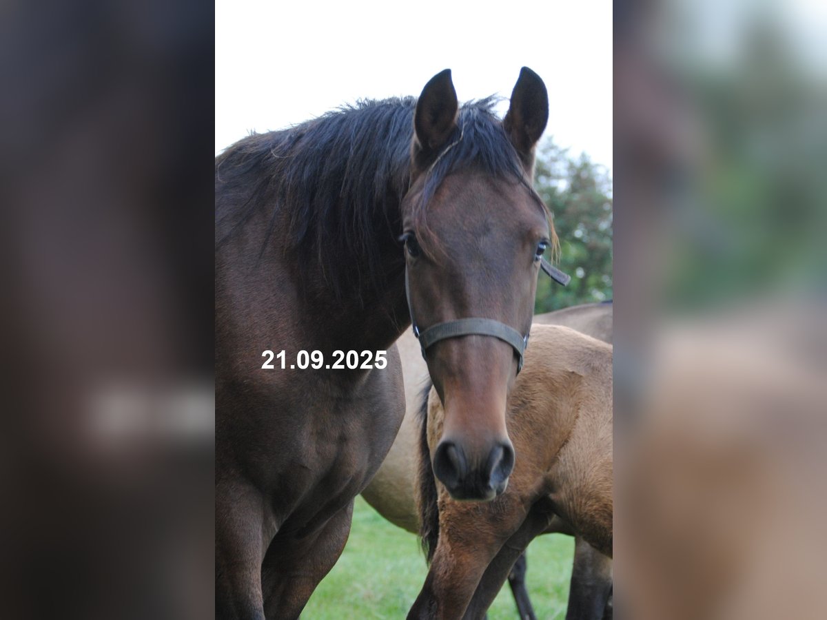 PRE Mix Wallach 2 Jahre 157 cm Brauner in BOSSEL-BURWEG
