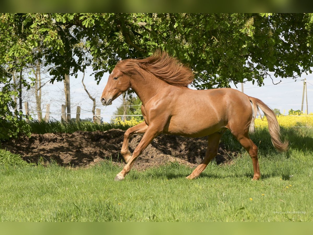 PRE Mix Wallach 2 Jahre 157 cm Fuchs in Steyerberg