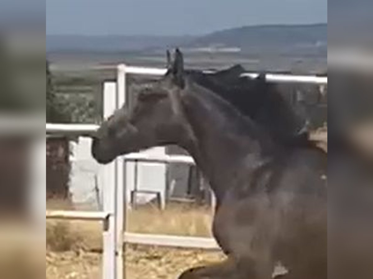 PRE Wallach 2 Jahre 160 cm Schimmel in Navalvillar De Pela
