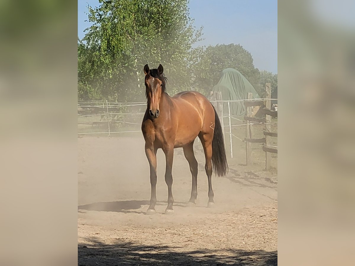PRE Mix Wallach 3 Jahre 160 cm Brauner in Schwarmstedt