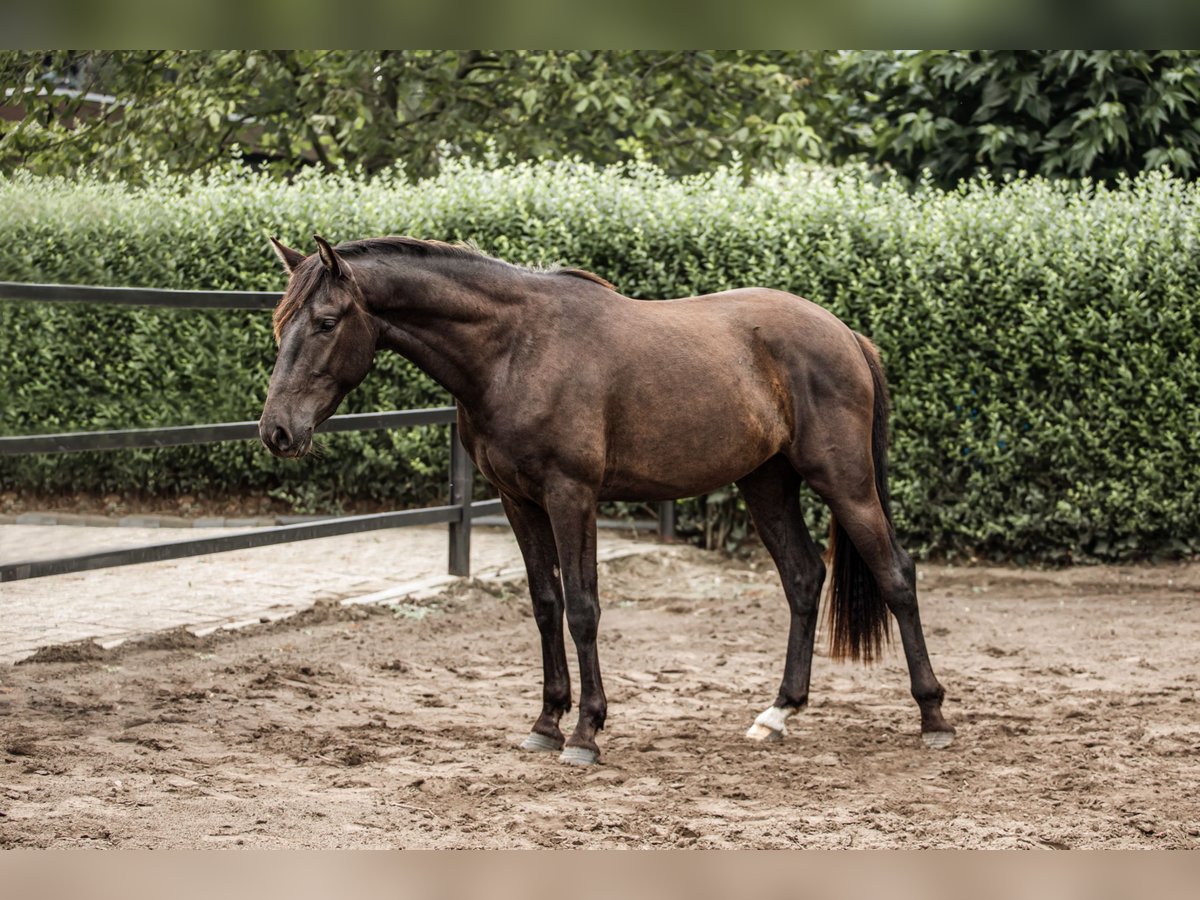 PRE Mix Wallach 3 Jahre 160 cm Schwarzbrauner in M&#xF6;nchengladbach