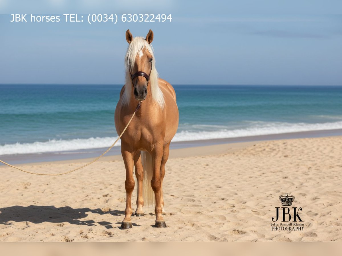 PRE Wallach 3 Jahre 163 cm Palomino in Tabernas Almer&#xED;a