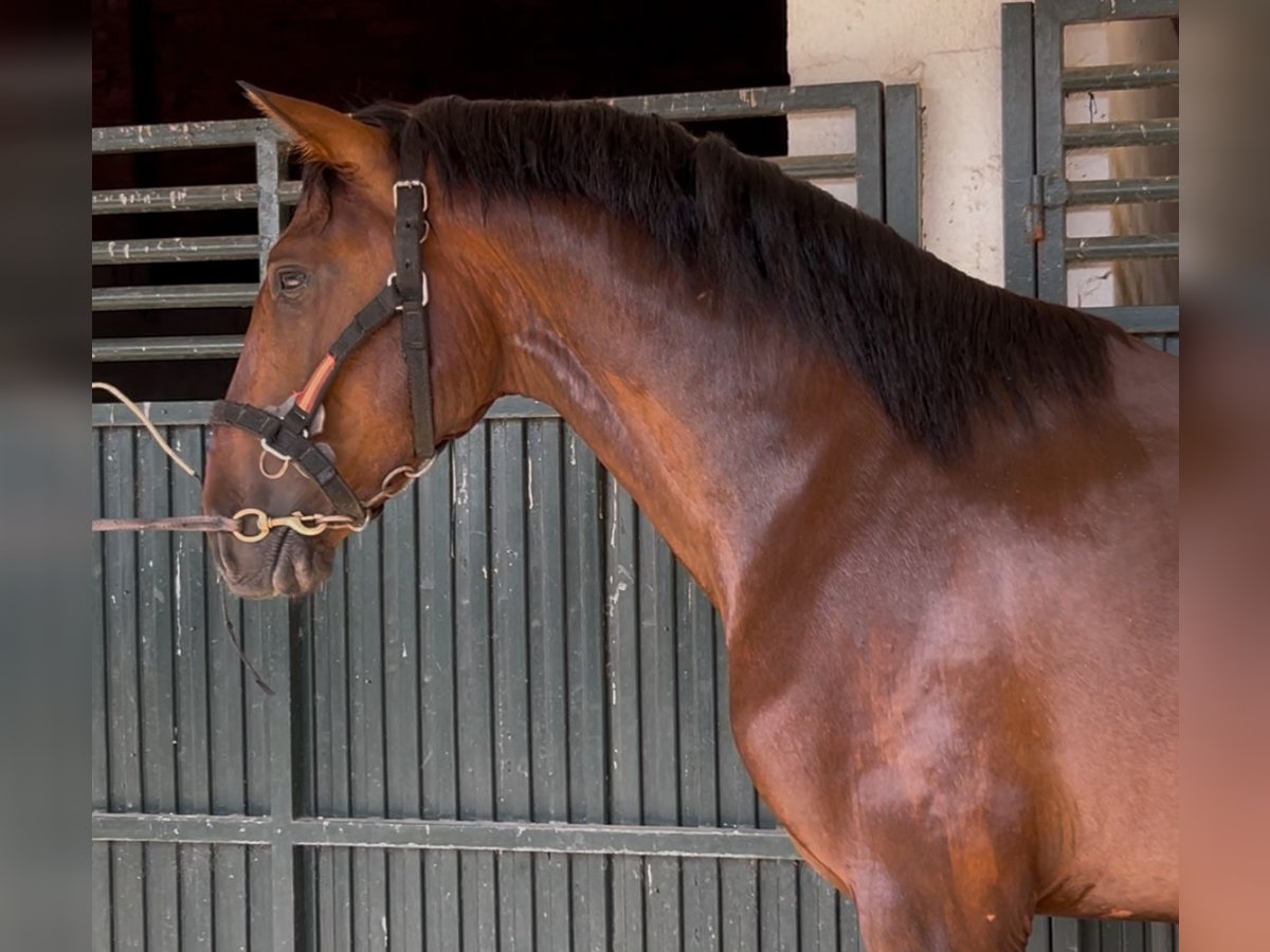 PRE Mix Wallach 3 Jahre 163 cm Rotbrauner in Talavera De La Reina
