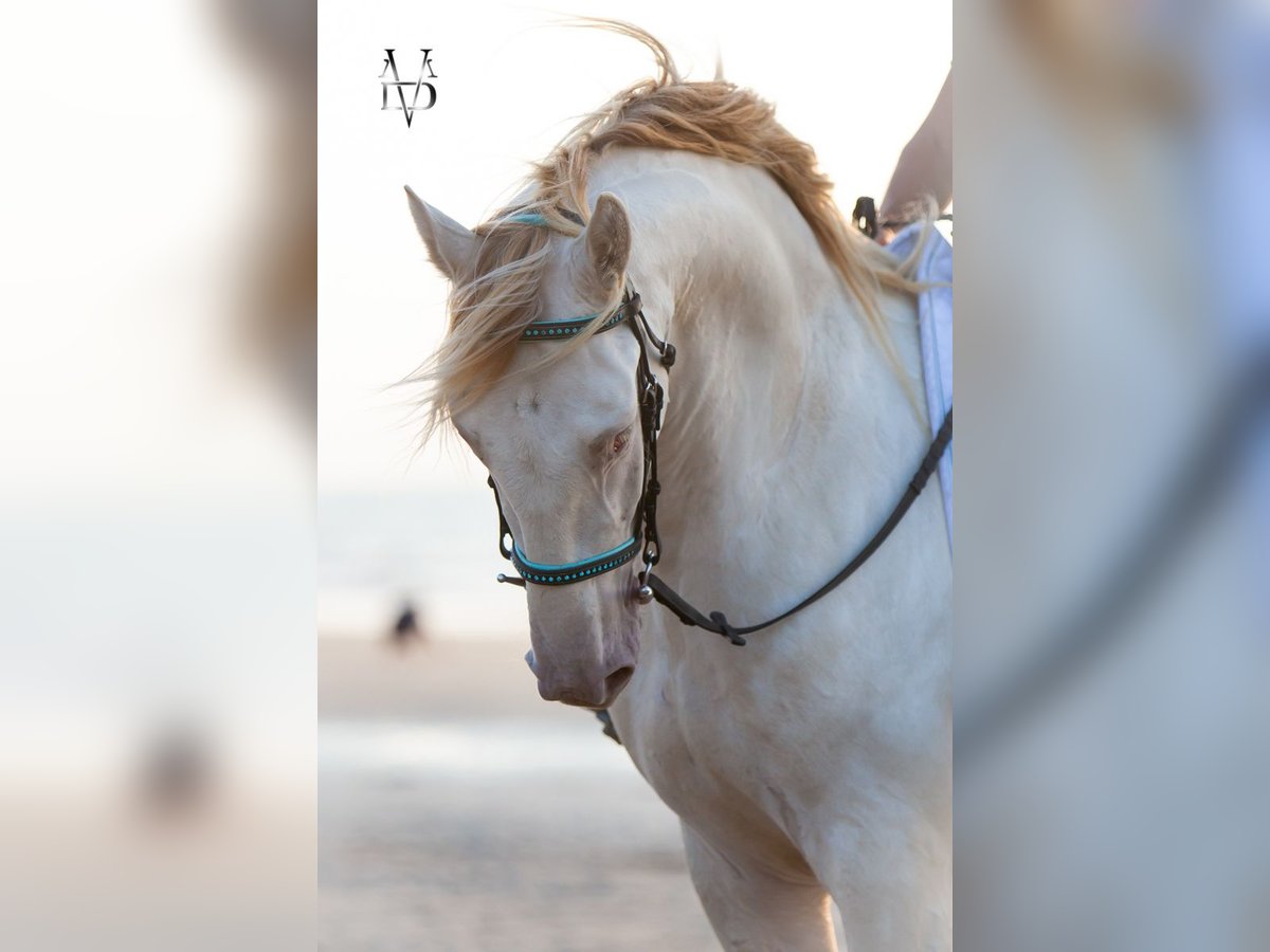 PRE Mix Wallach 3 Jahre 164 cm Cremello in Rouen